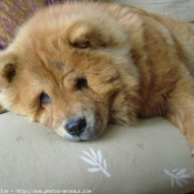 Photo de Chow chow