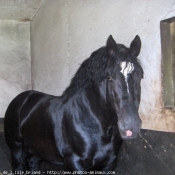 Photo de Percheron