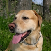 Photo de Labrador retriever