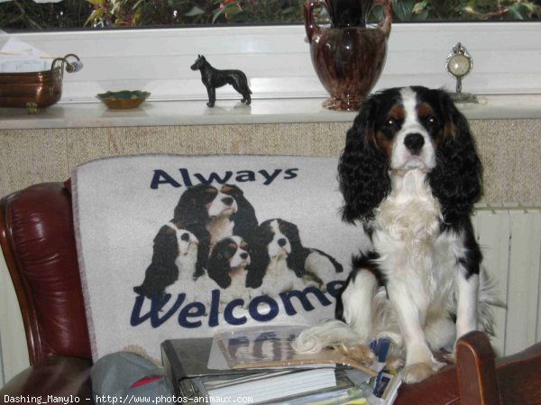 Photo de Cavalier king charles spaniel