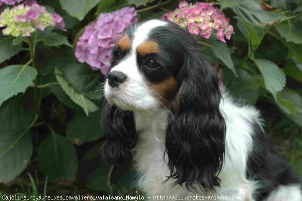 Photo de Cavalier king charles spaniel