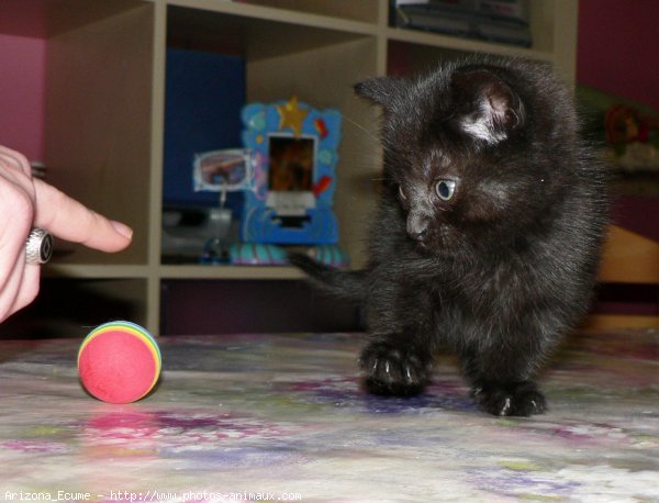 Photo de Chat domestique