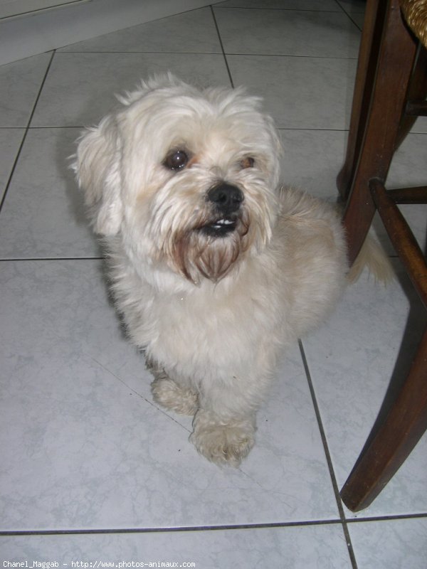 Photo de Lhassa apso