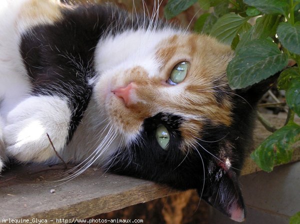 Photo de Chat domestique