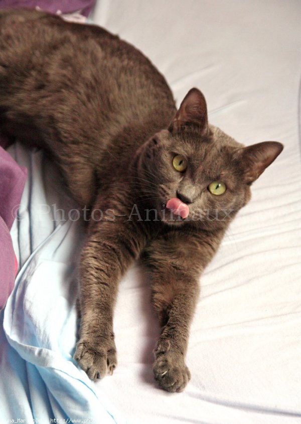 Photo de Chartreux