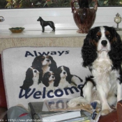 Photo de Cavalier king charles spaniel