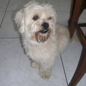 Photo de Lhassa apso