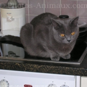 Photo de Chartreux