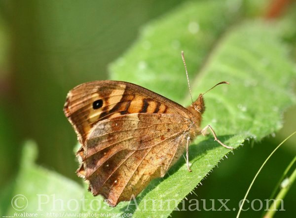 Photo de Papillon