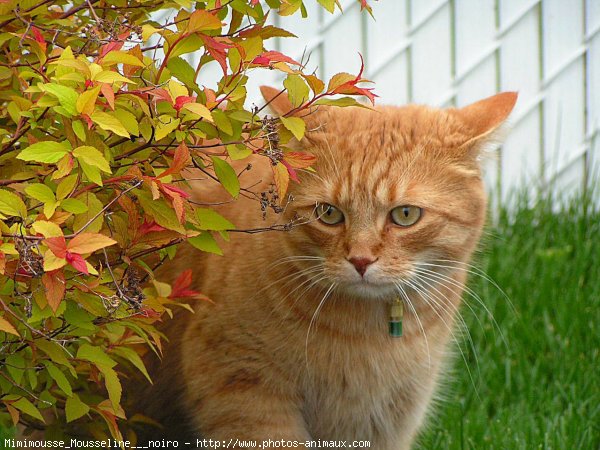 Photo de Chat domestique