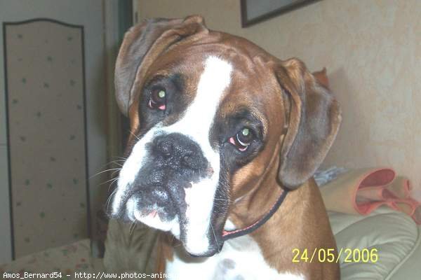 Photo de Boxer