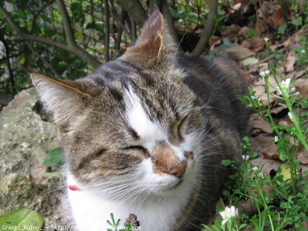 Photo de Chat domestique