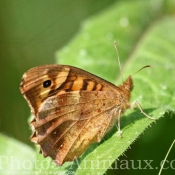 Photo de Papillon