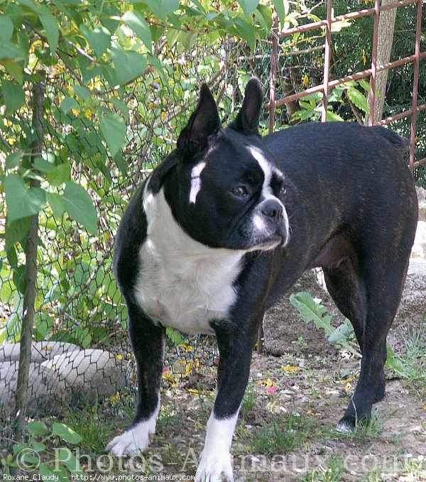 Photo de Boston terrier