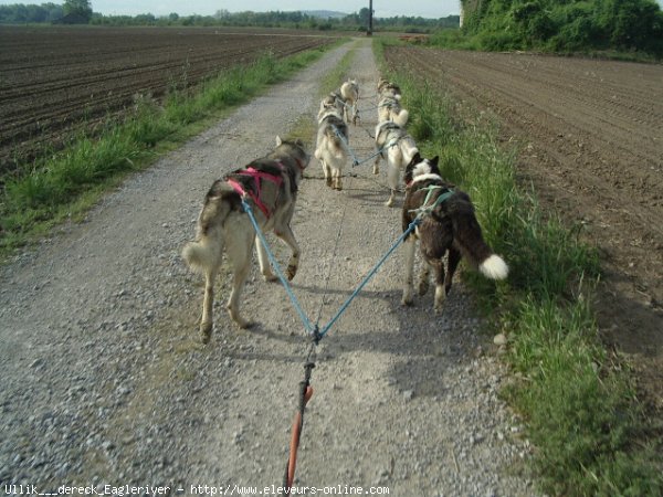 Photo de Husky siberien