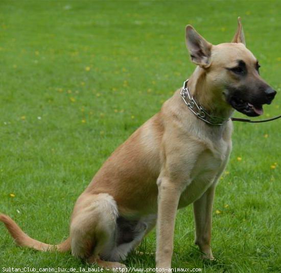 Photo de Berger belge malinois