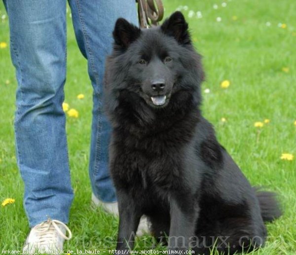 Photo d'Eurasier