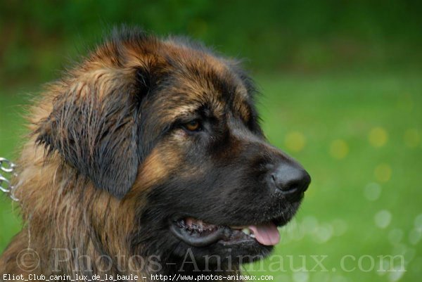 Photo de Leonberg