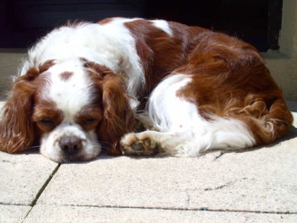 Photo de Cavalier king charles spaniel