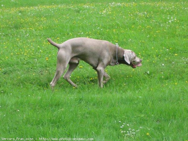 Photo de Braque de weimar poil court