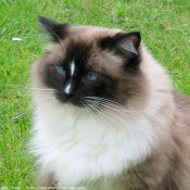 Photo de Ragdoll