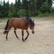 Photo de Races diffrentes