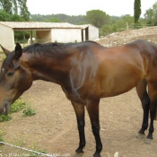 Photo d'Anglo-arabe