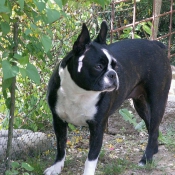 Photo de Boston terrier