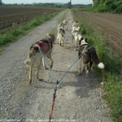 Photo de Husky siberien