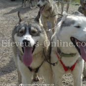 Photo de Husky siberien