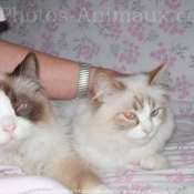 Photo de Ragdoll