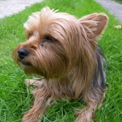 Photo de Yorkshire terrier