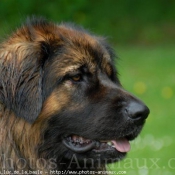 Photo de Leonberg