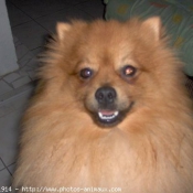 Photo de Spitz moyen