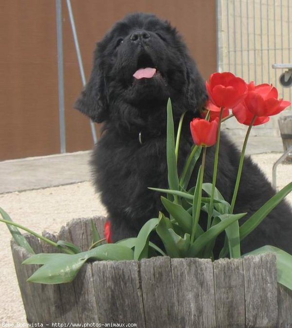 Photo de Chien de terre-neuve