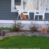 Photo de Chat domestique