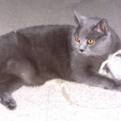 Photo de Chartreux