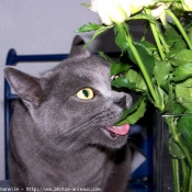 Photo de Chartreux