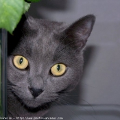 Photo de Chartreux