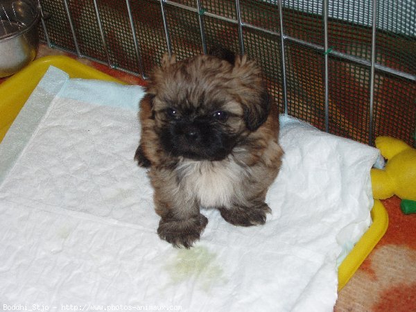 Photo de Shih tzu