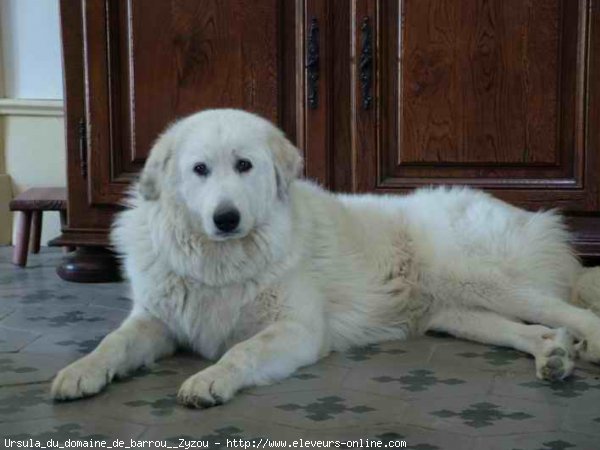 Photo de Chien de montagne des pyrnes