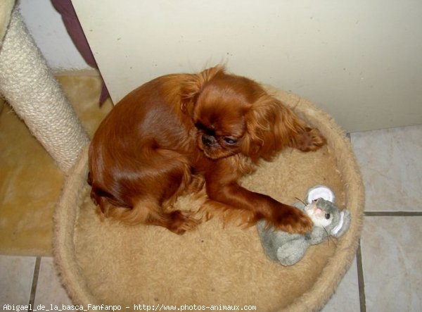 Photo de King charles spaniel