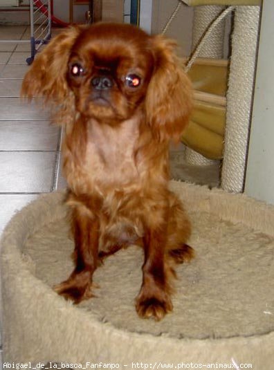 Photo de King charles spaniel