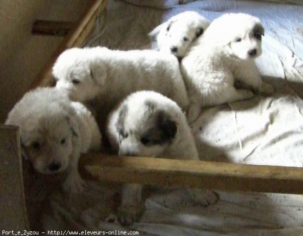 Photo de Chien de montagne des pyrnes