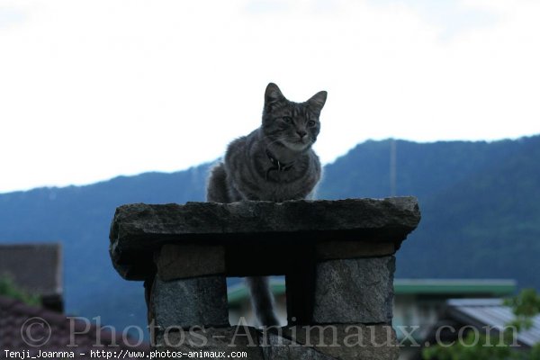 Photo de Chat domestique