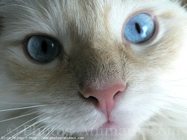 Photo de Ragdoll