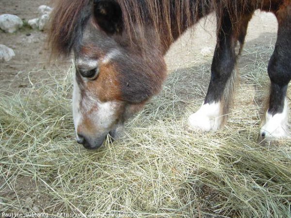 Photo de Shetland