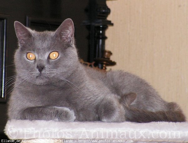 Photo de Chartreux