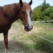 Photo de Races diffrentes