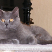 Photo de Chartreux